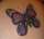 Frederick tattoo