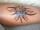 Luppy tattoo