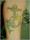 Meghan tattoo