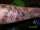 Lee tattoo
