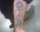 noheiarchy tattoo