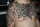 RAWR tattoo