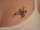Luv Tat2d Women tattoo