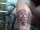 hayley tattoo