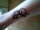 g-man tattoo