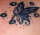 Brittany tattoo