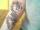 fester tattoo