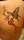 S tattoo