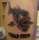 Jas tattoo
