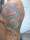 Roger Rabid tattoo