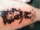 jeremy steiner tattoo