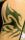 TATTOO TIM tattoo
