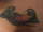 Calvink tattoo