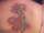 Elysia tattoo