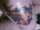 jeff graham tattoo