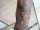 pill tattoo