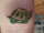 turtle tattoo