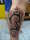 bali bulldog ajus tattoo