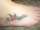 The Sun tattoo