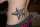 swallow with matching on the other side of leg tattoo