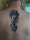 koi tattoo