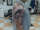 Half Sleeve Koi (Half Finished) tattoo