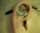 see what i ear tattoo