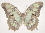 Butterfly27