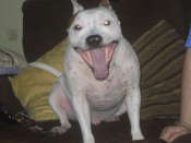 floyd