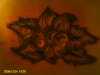 one more pic of the tat i did on my cousins back tattoo