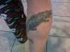 Gator tattoo