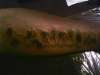 graffiti tattoo