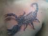 Scorpion tattoo