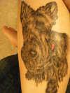Duncan after 11 days tattoo