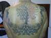 Tree of live tattoo