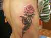 Rose tattoo