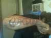 last name tattoo