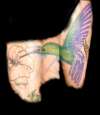 humming bird tattoo
