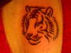 tiger tattoo