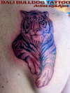 TIGER tattoo