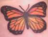 Monarch Butterfly tattoo