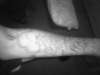 my left inner arm tattoo