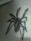 Spider tattoo