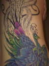 peacock (close up sitting 3) tattoo