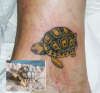 Baby Tortoise tattoo
