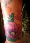 Latests addition to my sleeve. Poppy tattoo