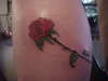 rose around leg...part 1 tattoo