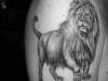Black and Grey Lion. tattoo