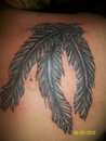 feathers tattoo