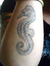seahorse tattoo